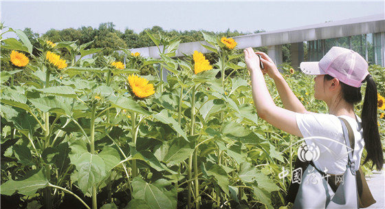 郑州植物园举办向日葵展