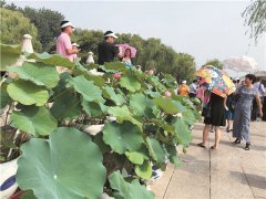 扬州瘦西湖举办2018国际荷花睡莲展