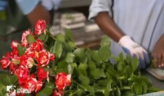 市场规模已达8亿美元 中国进口促肯尼亚花卉产业