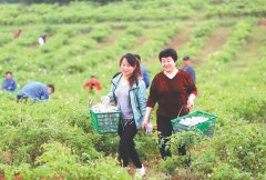 花卉产业助力乡村振兴