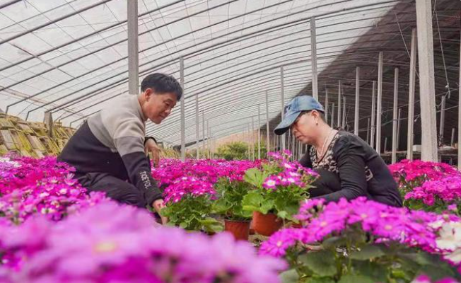 大棚花卉|西安嘉禾苗圃