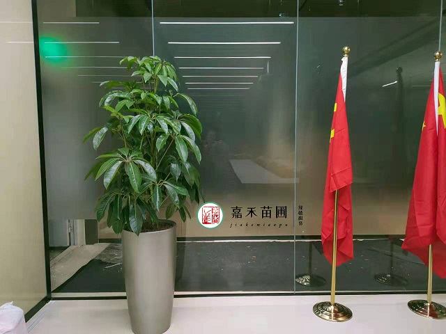 西安高新区办公室花卉租赁|西安嘉禾苗圃