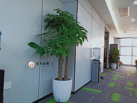 西安办公室花卉租摆租赁的发财树如何养护？