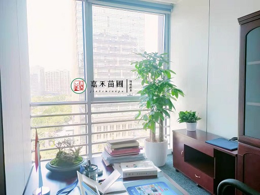 西安办公室花卉绿植租赁风水秘诀，根据五行来布局！