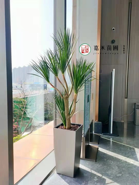 西安花卉租摆|西安嘉禾苗圃