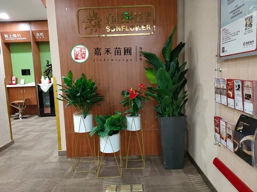 西安办公室绿植花卉租摆方案