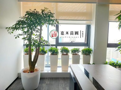西安办公室花卉绿植租赁|西安嘉禾苗圃