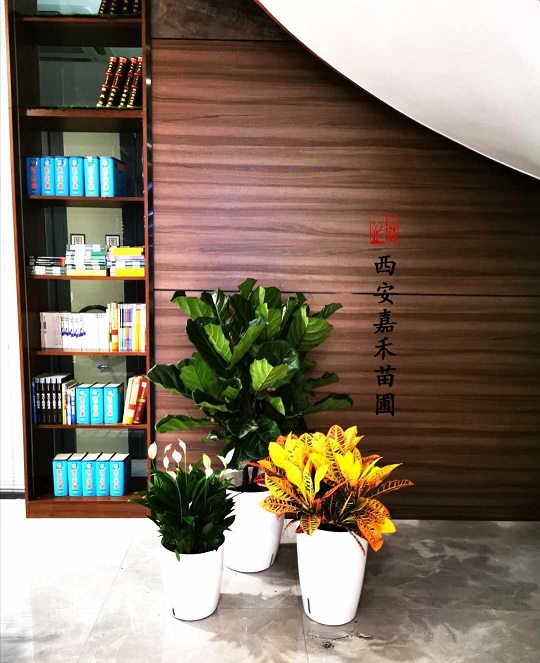 办公室绿植花卉租赁公司|西安嘉禾苗圃