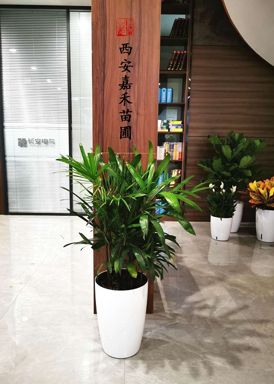 办公室绿植花卉租赁图片|西安嘉禾苗圃