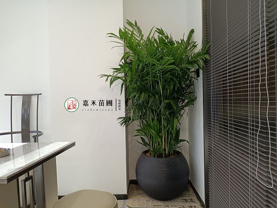 办公室绿植花卉租摆能提高工作效率，真的太给力了！