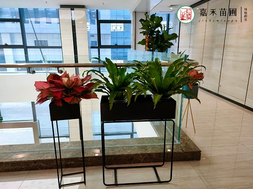 办公室绿植租赁选择知识大全