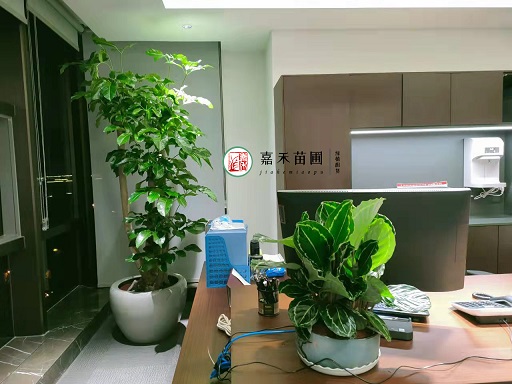 西安办公室花卉绿植租赁价格！