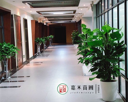 适合光线暗的西安办公室绿植租赁植物