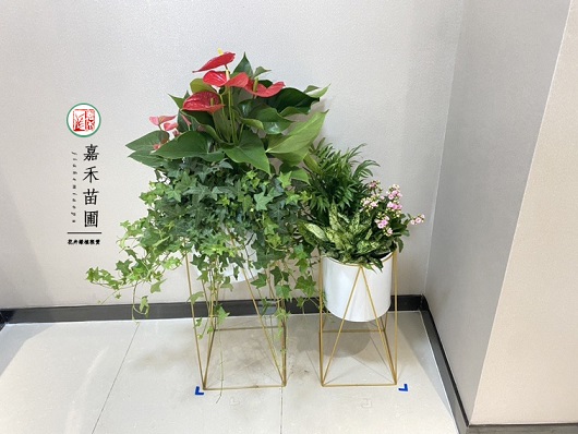 适合光线暗的西安办公室绿植租赁植物