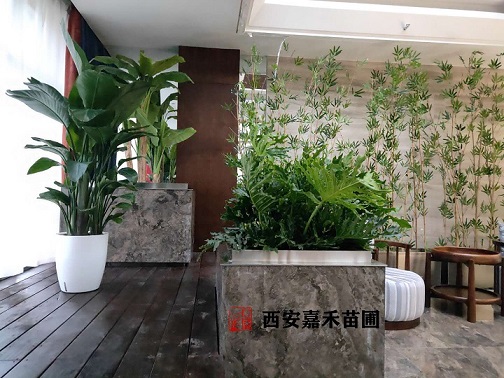 西安绿植租赁方案|西安嘉禾苗圃