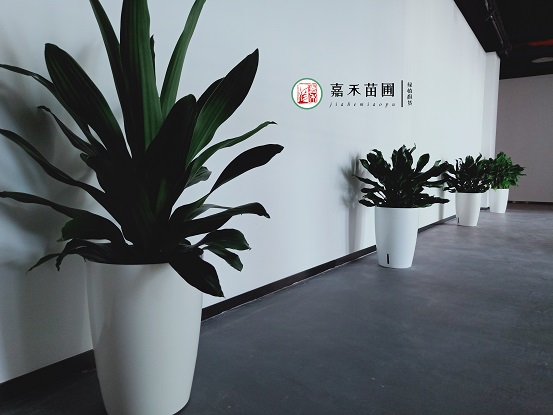 西安绿植租赁推荐换盆旧土别扔，掺入2种“小废料”，秒变营养土！