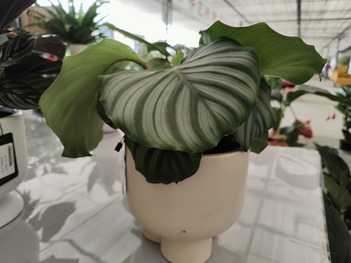 花卉换盆后容易枯萎怎么办？几招轻松教你应对
