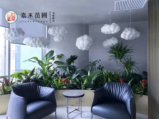 西安办公室花卉租赁|西安嘉禾苗圃