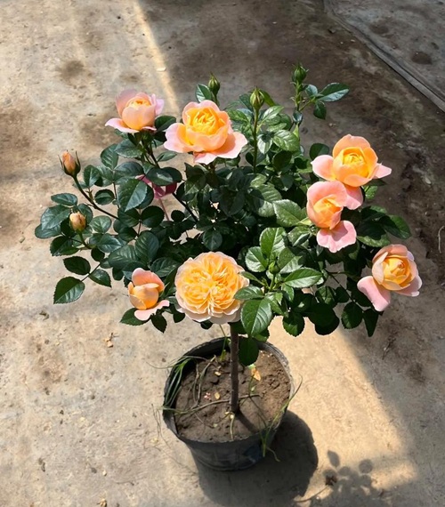冬季养花技巧——盆栽月季冬季这样养