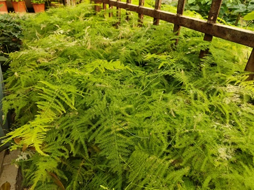 西安嘉禾苗圃