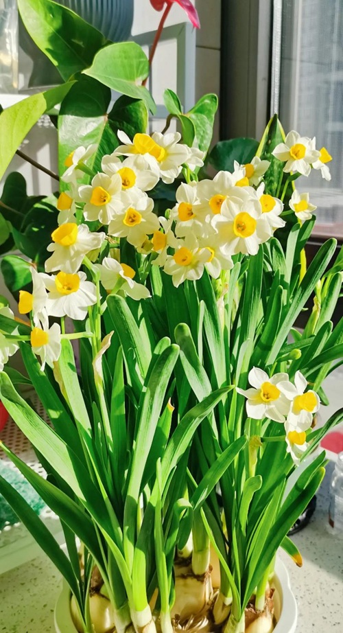 水仙花开完花就扔？太浪费了，做个“花后养护”，明年继续赏花