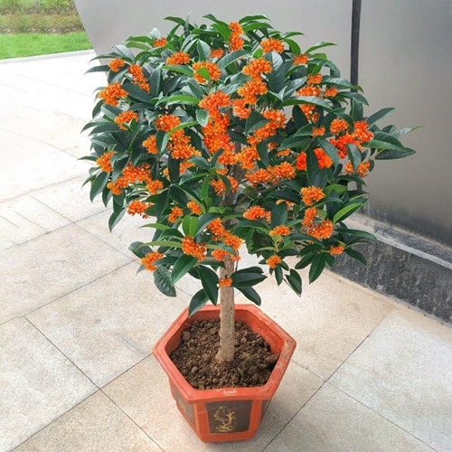 盆栽桂花的养殖方法和注意事项