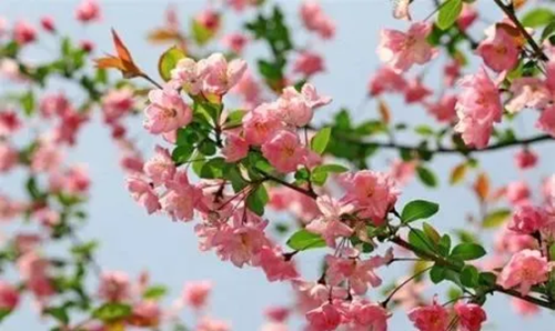 海棠花如何养