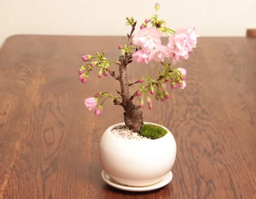 樱花成长过程