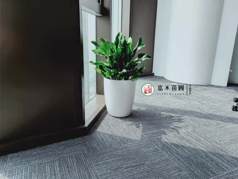 西安办公室绿植租摆商家-西安嘉禾苗圃 西安办公室绿植租摆商家-西安嘉禾苗圃