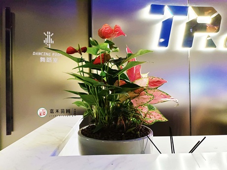 西安花卉租摆-西安嘉禾苗圃