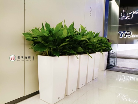 西安花卉租摆公司推荐-西安嘉禾苗圃