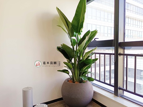 西安一站式花卉租摆-西安嘉禾苗圃