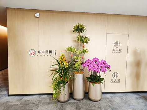 西安曲江绿植租赁供应商-西安嘉禾苗圃