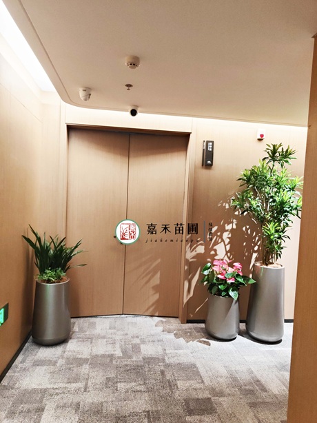 西安绿植租赁供应商嘉禾苗圃