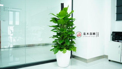 西安绿植租赁推荐,西安嘉禾苗圃 西安绿植租赁推荐,西安嘉禾苗圃