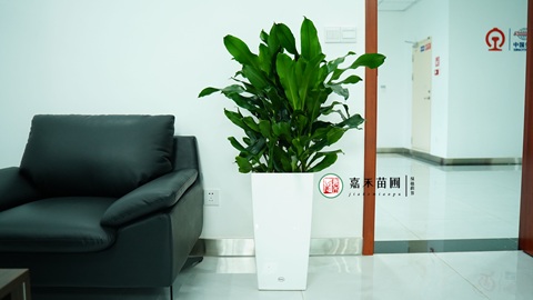 西安绿植租赁靠谱商家,西安嘉禾苗圃 西安绿植租赁靠谱商家,西安嘉禾苗圃