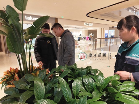 西安绿植租赁巡查|西安嘉禾苗圃
