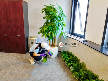 西安雁塔区一站式绿植租摆排行榜