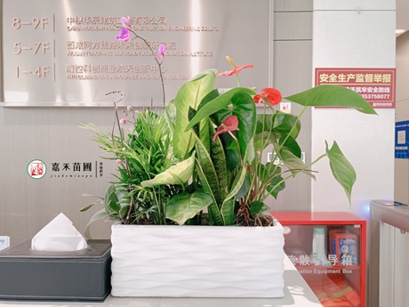 西安未央区绿植租摆服务商推荐|西安嘉禾苗圃