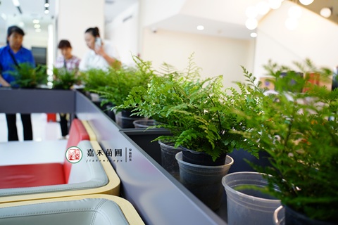 西安企业绿植租赁公司西安嘉禾苗圃